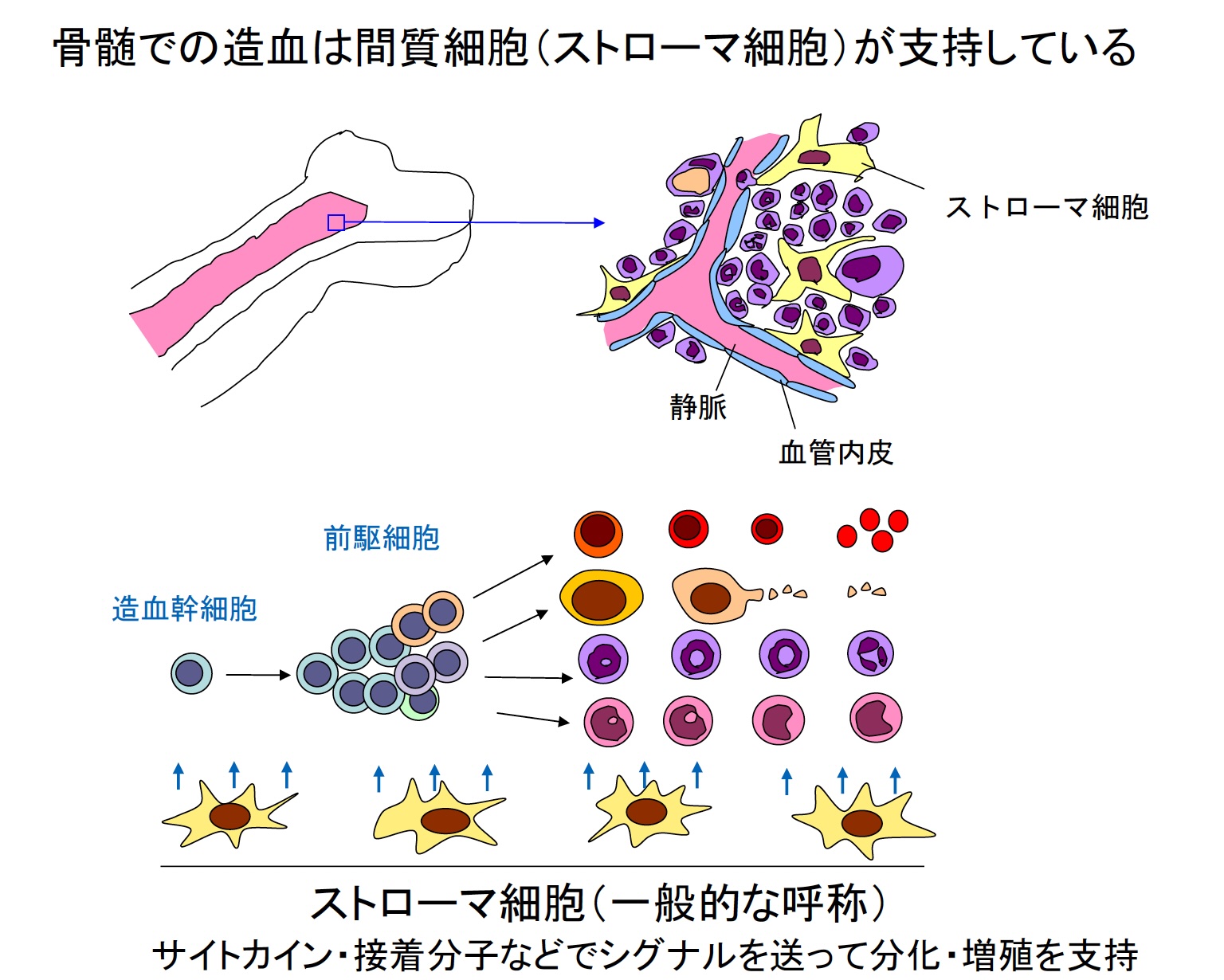 ラボニュース2024 | 河本研 京都大学医生物学研究所